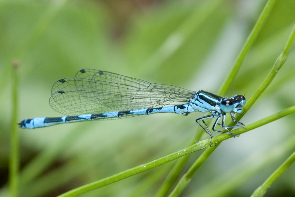 Foto Libellula Azzurra (Generico)